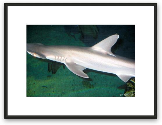 Hammerhead shark Framed Fine Art Print