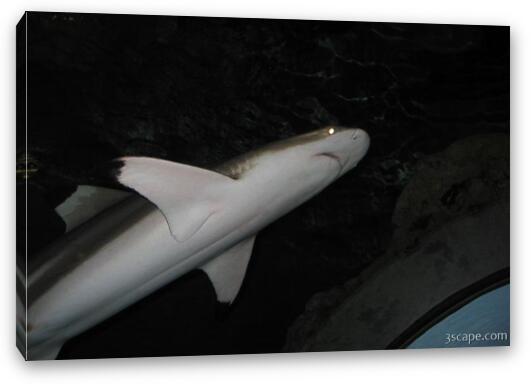 Walking through a tube underwater, sharks swim over and all around. Fine Art Canvas Print