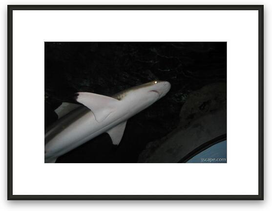 Walking through a tube underwater, sharks swim over and all around. Framed Fine Art Print