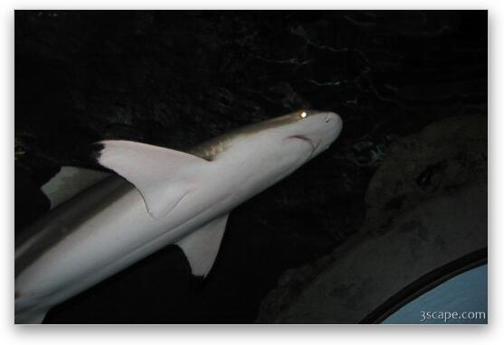 Walking through a tube underwater, sharks swim over and all around. Fine Art Print