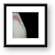 Shark looking hungry Framed Print
