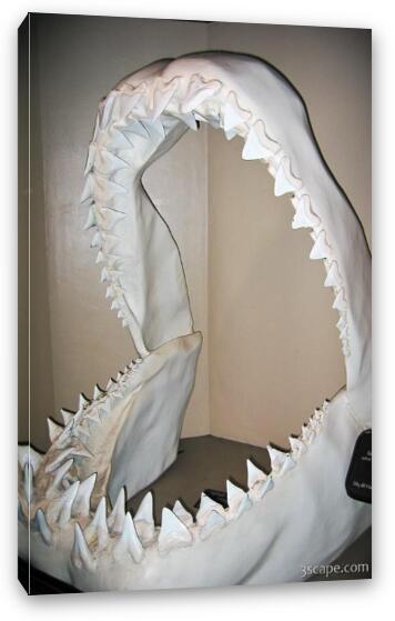 These shark jaws were five feet tall! Fine Art Canvas Print