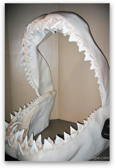 These shark jaws were five feet tall! Fine Art Metal Print