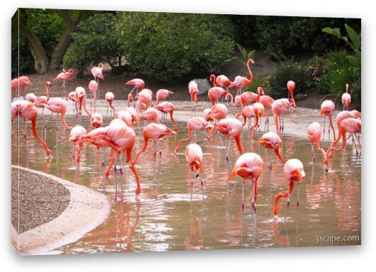 Pink Flamingos Fine Art Canvas Print