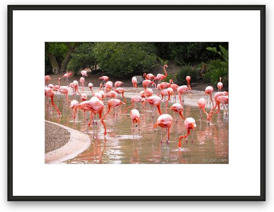 Pink Flamingos Framed Fine Art Print