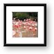 Pink Flamingos Framed Print