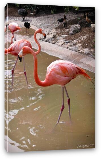 Flamingos Fine Art Canvas Print