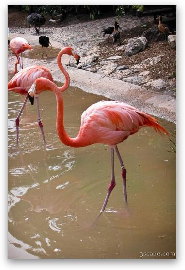 Flamingos Fine Art Metal Print