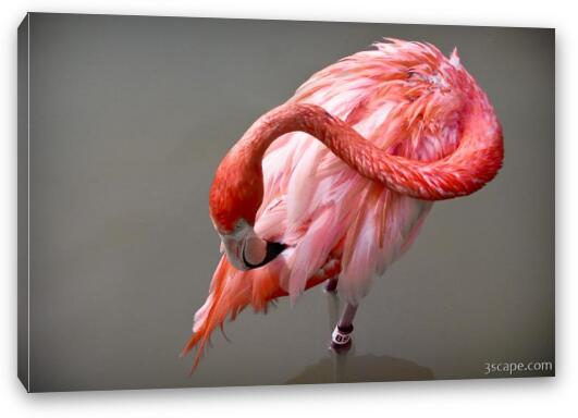 A Flamingo cleaning itself Fine Art Canvas Print