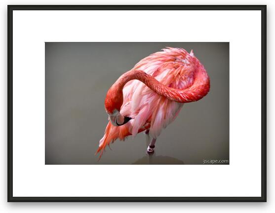 A Flamingo cleaning itself Framed Fine Art Print