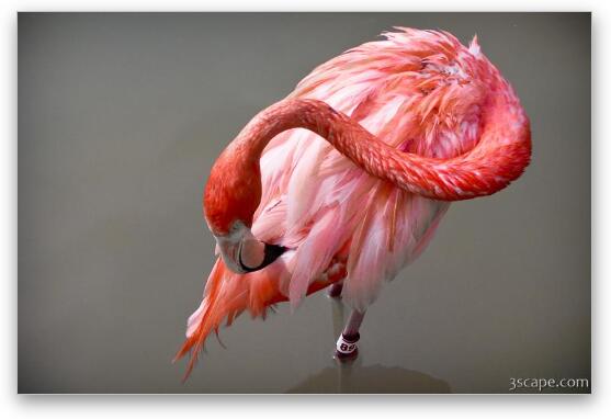 A Flamingo cleaning itself Fine Art Metal Print