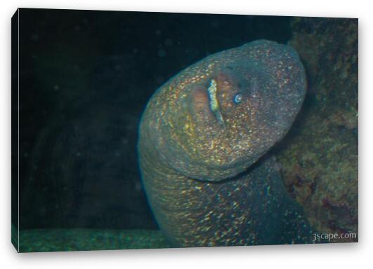 Scary moray eel Fine Art Canvas Print