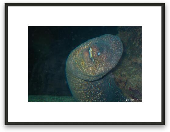 Scary moray eel Framed Fine Art Print