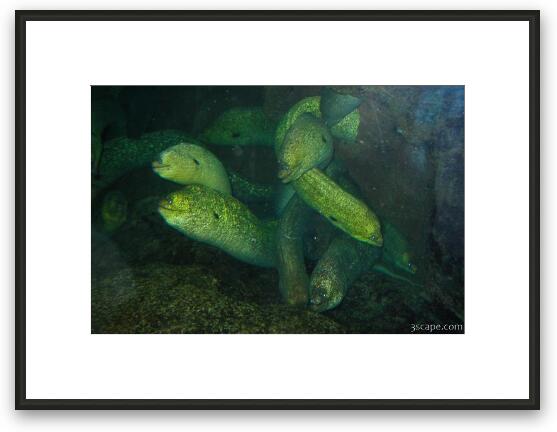 Medusa head of moray eels Framed Fine Art Print