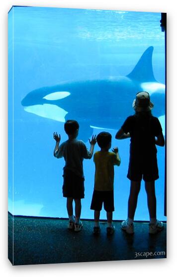 Kids watching the killer whales (Orca's) Fine Art Canvas Print