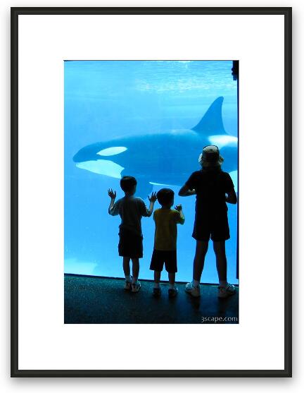 Kids watching the killer whales (Orca's) Framed Fine Art Print