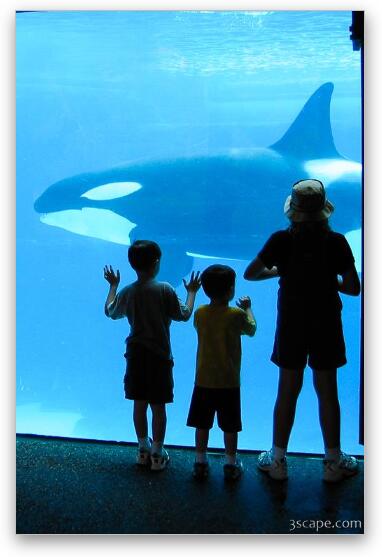 Kids watching the killer whales (Orca's) Fine Art Print