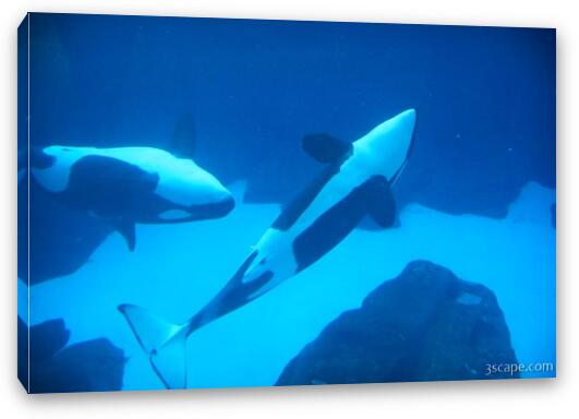 Killer Whales playing Fine Art Canvas Print