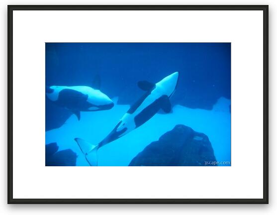 Killer Whales playing Framed Fine Art Print