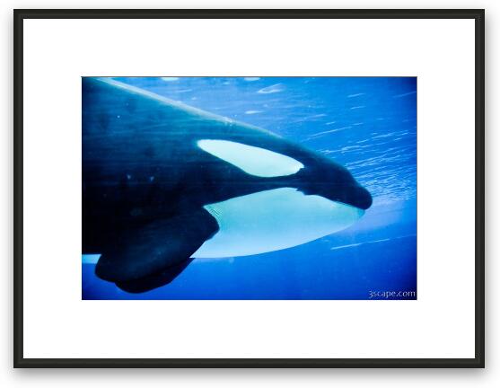 Killer Whale (Orca) Framed Fine Art Print