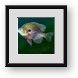 Buy Framed Print
