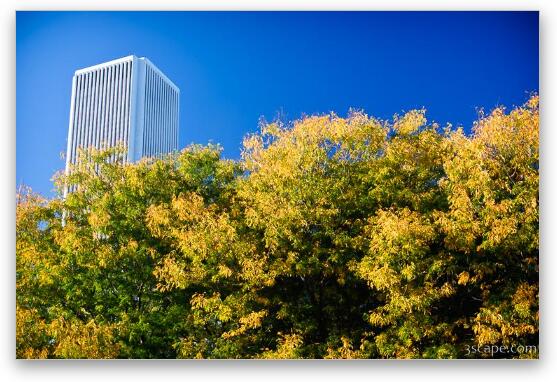 Beginning of fall colors in Chicago Fine Art Metal Print