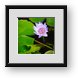 Buy Framed Print