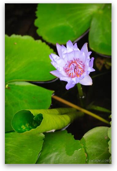 Lotus Flower and Lily Pad Fine Art Metal Print