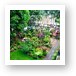 The gardens at River View Lodge Art Print