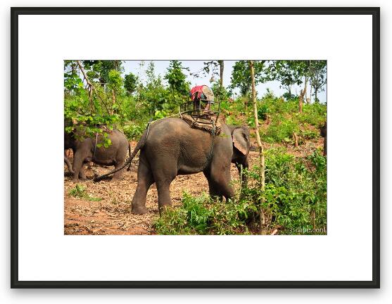 Elephant and driver Framed Fine Art Print