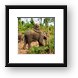 Elephant and driver Framed Print