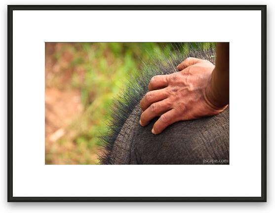 Cute Bristly Elephant Framed Fine Art Print