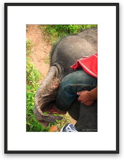 Driving the elephant Framed Fine Art Print