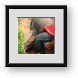Buy Framed Print