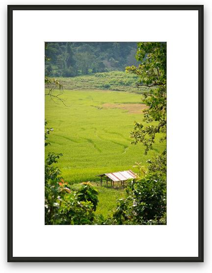 Rice farm Framed Fine Art Print