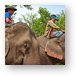 Elephant riding tour guides Metal Print