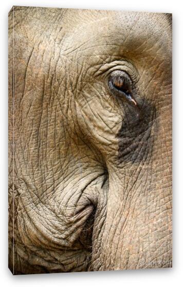 Our elephant looked sad... Fine Art Canvas Print