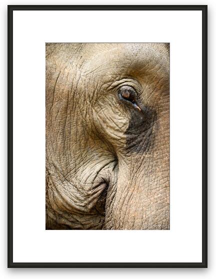 Our elephant looked sad... Framed Fine Art Print