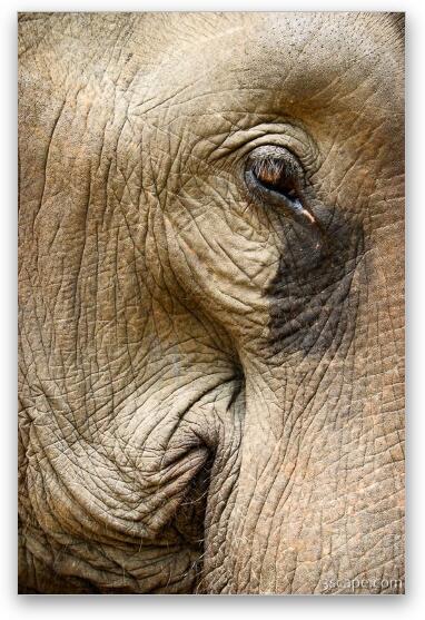 Our elephant looked sad... Fine Art Metal Print
