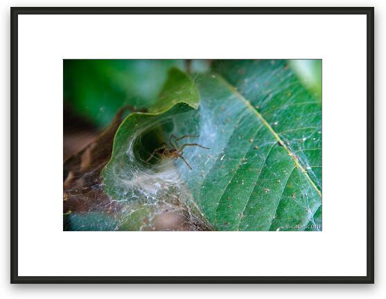 Spider Framed Fine Art Print