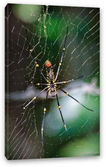 This spider was about as big as my hand, and the web was more than 6 feet around. Really!! Fine Art Canvas Print