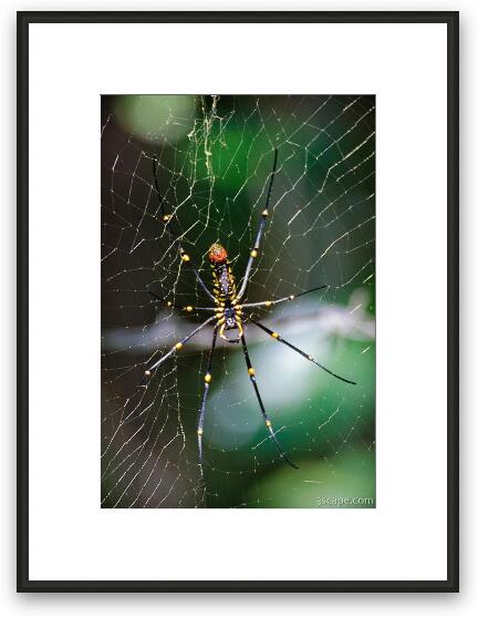 This spider was about as big as my hand, and the web was more than 6 feet around. Really!! Framed Fine Art Print