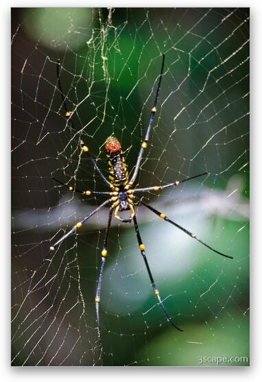This spider was about as big as my hand, and the web was more than 6 feet around. Really!! Fine Art Metal Print
