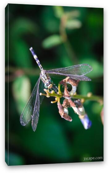 Dragonfly Fine Art Canvas Print