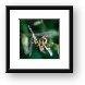 Dragonfly Framed Print
