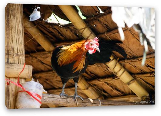 Rooster Fine Art Canvas Print