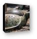 Carved turtle Canvas Print