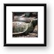 Carved turtle Framed Print