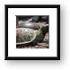 Buy Framed Print