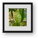 Buy Framed Print